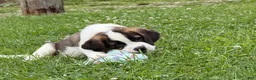 Saint Bernard dogs for sale: Boxer - Ad 5
