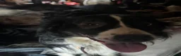 Australian Shepherd dogs for stud: Studs - Ad 4
