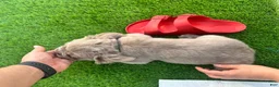 French Bulldog dogs for sale: Richie - Ad 5