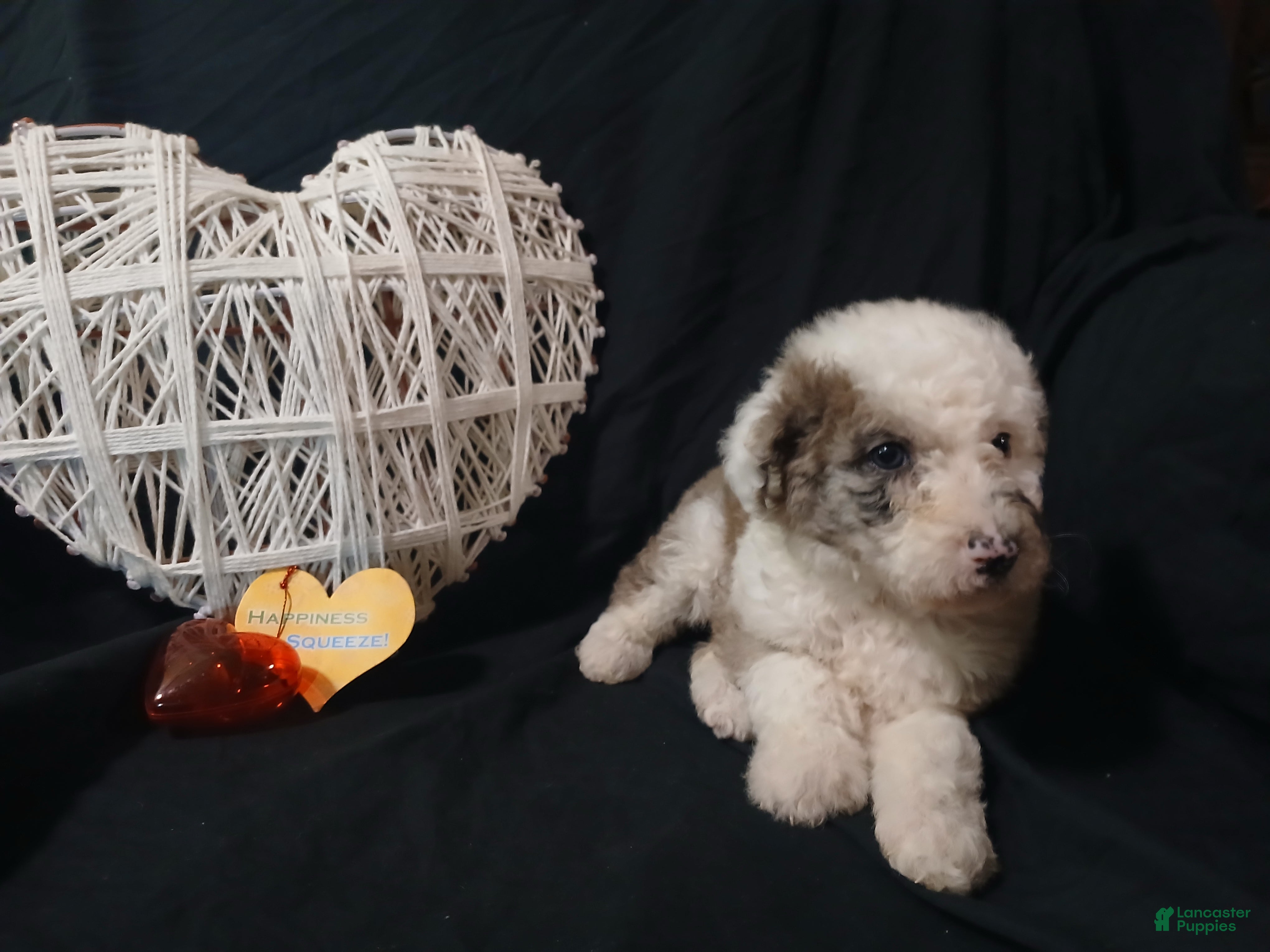 Sheepadoodle dogs Wrinkle - Ad 40