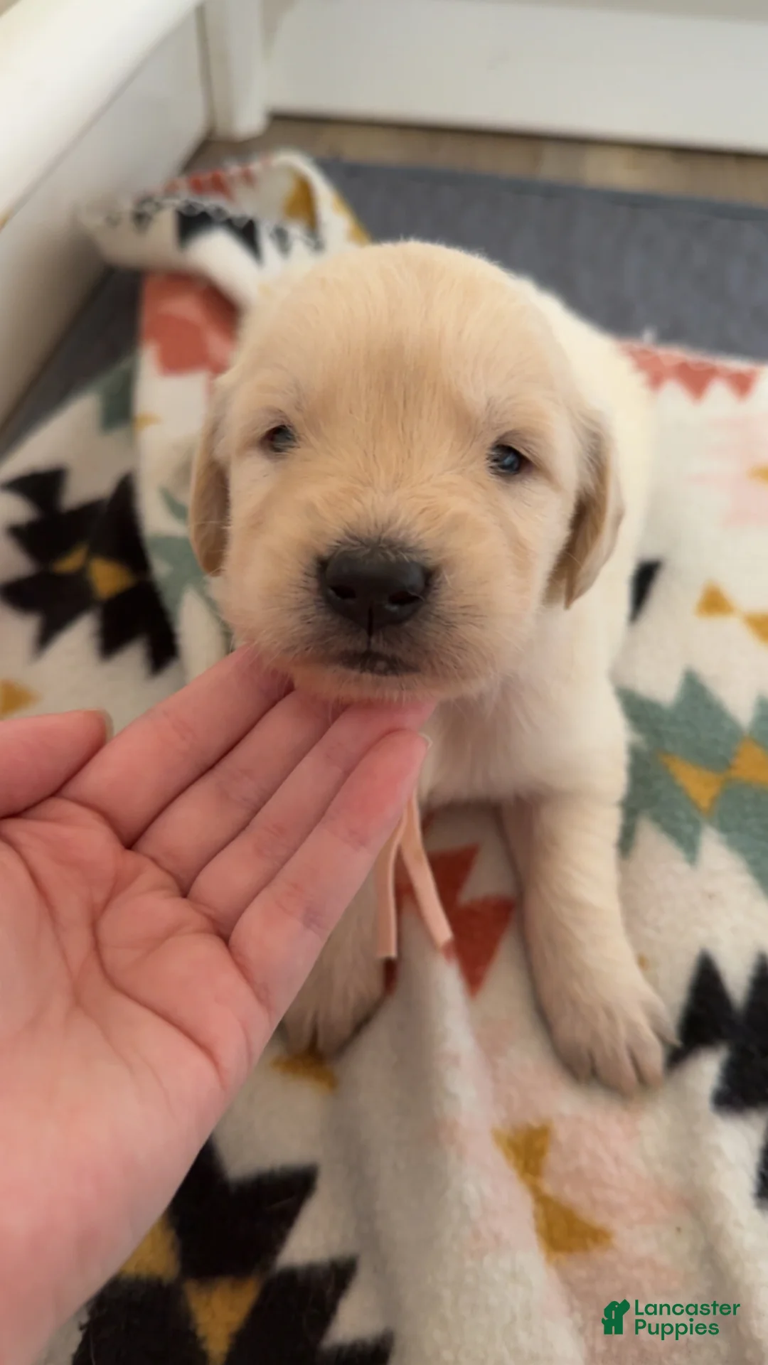Golden Retriever dogs for sale: Rose (light pink collar) - Ad 2