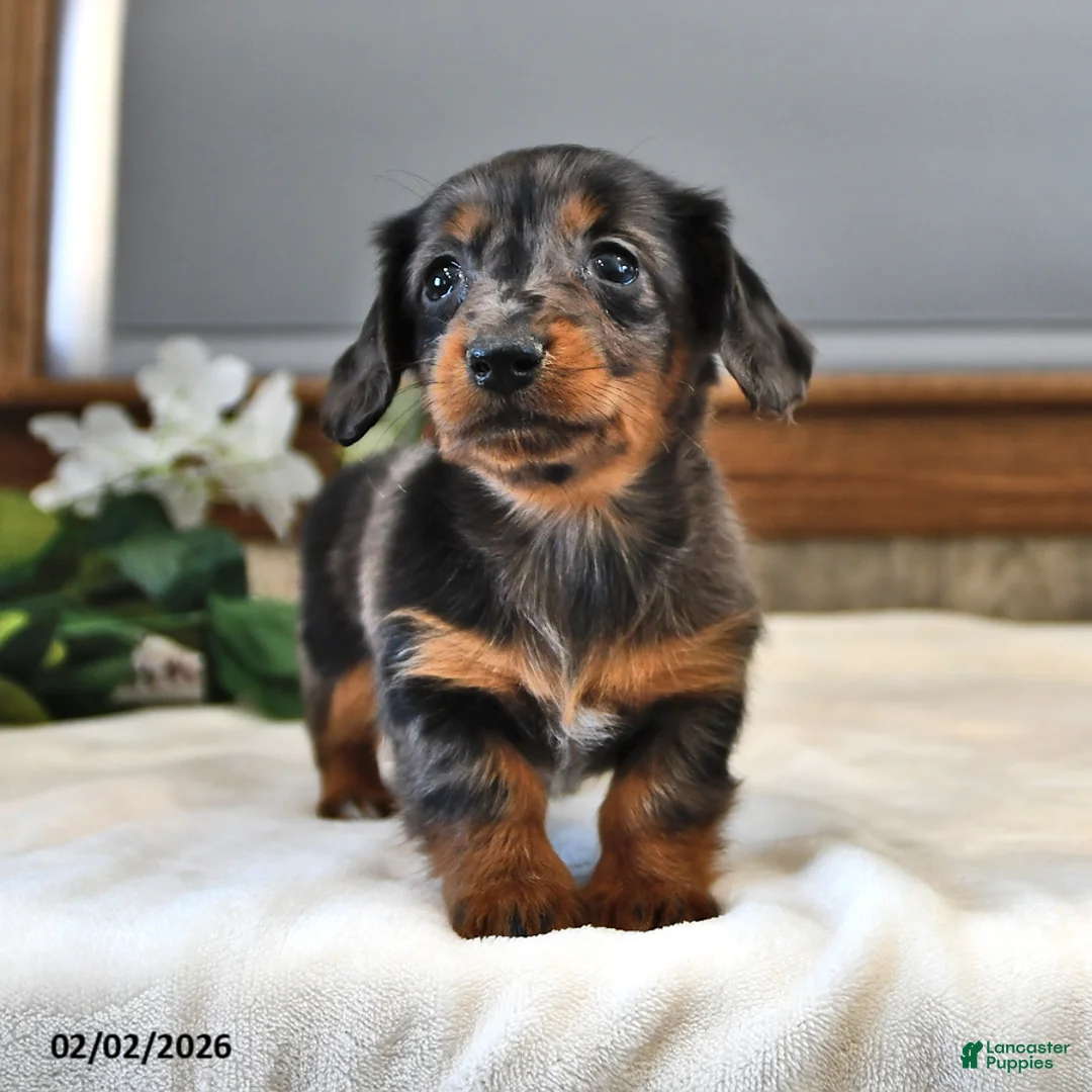 Miniature Dachshund dogs for sale: Daisy - Ad 4