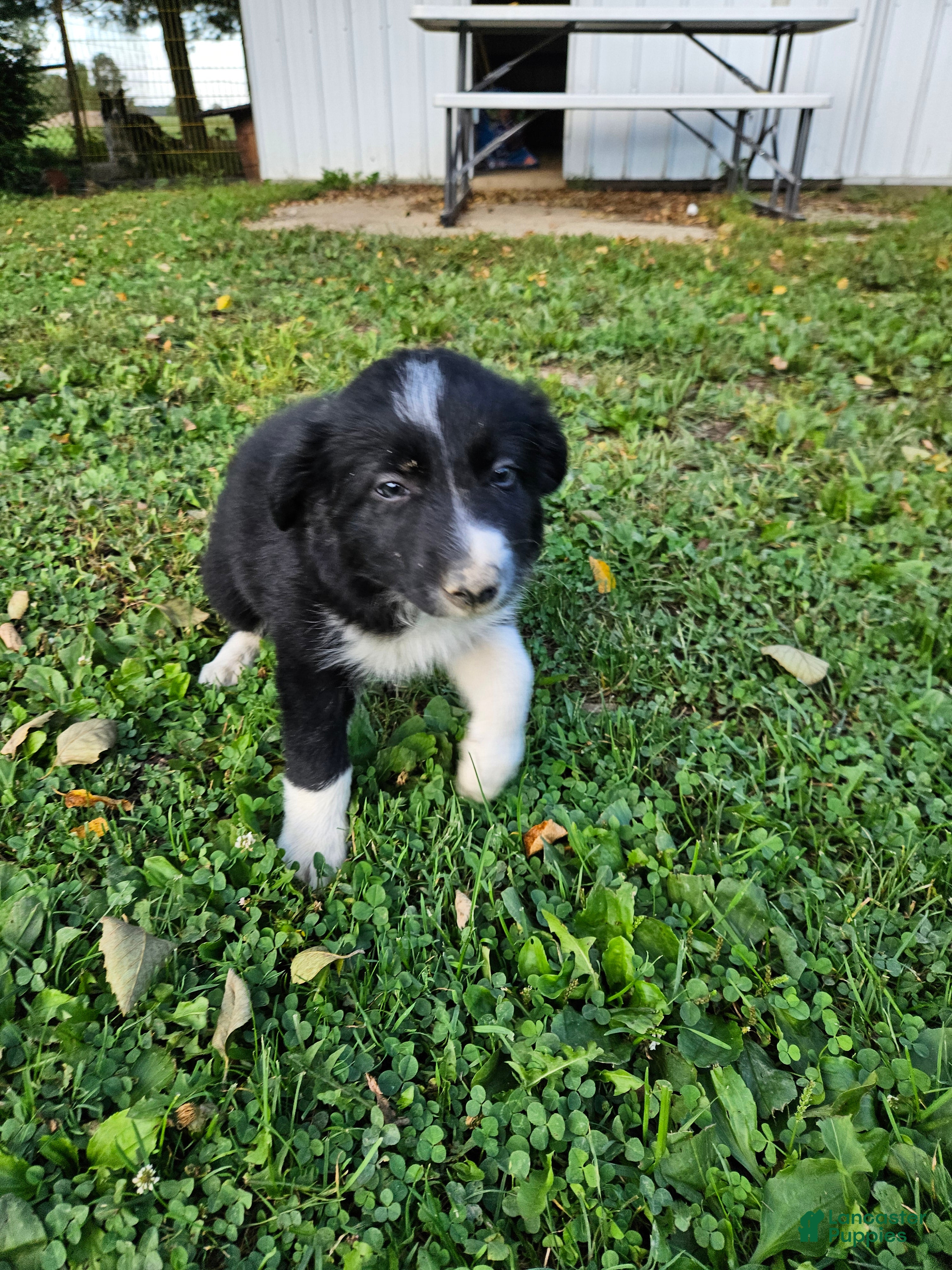 Border Collie dogs Gus - Ad 2