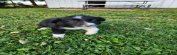 Border Collie dogs for sale: Gus - Ad 2
