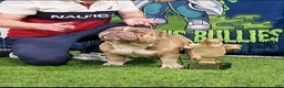 American Bully dogs for sale: American Bully 3 - Ad 6
