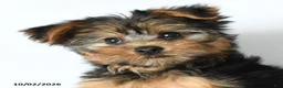 Yorkshire Terrier dogs for sale: Yoyo - Ad 3