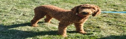 Standard Poodle dogs for sale: Milo - Ad 7