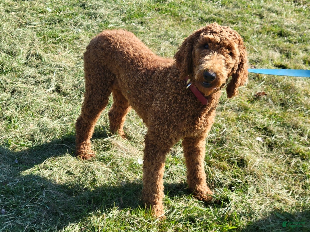 Standard Poodle dogs for sale: Milo - Ad 7