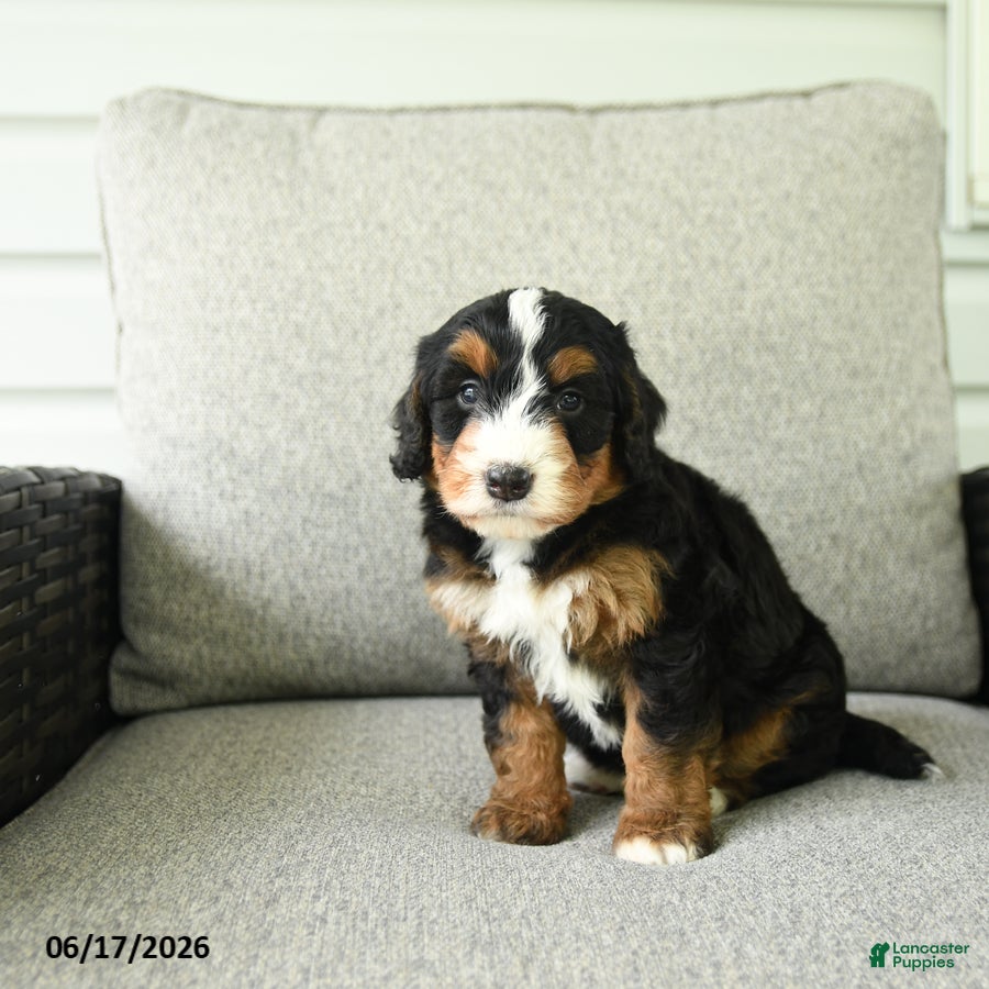 Bernedoodle dogs Sasha - Ad 2