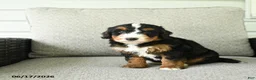 Bernedoodle dogs for sale: Sasha - Ad 2