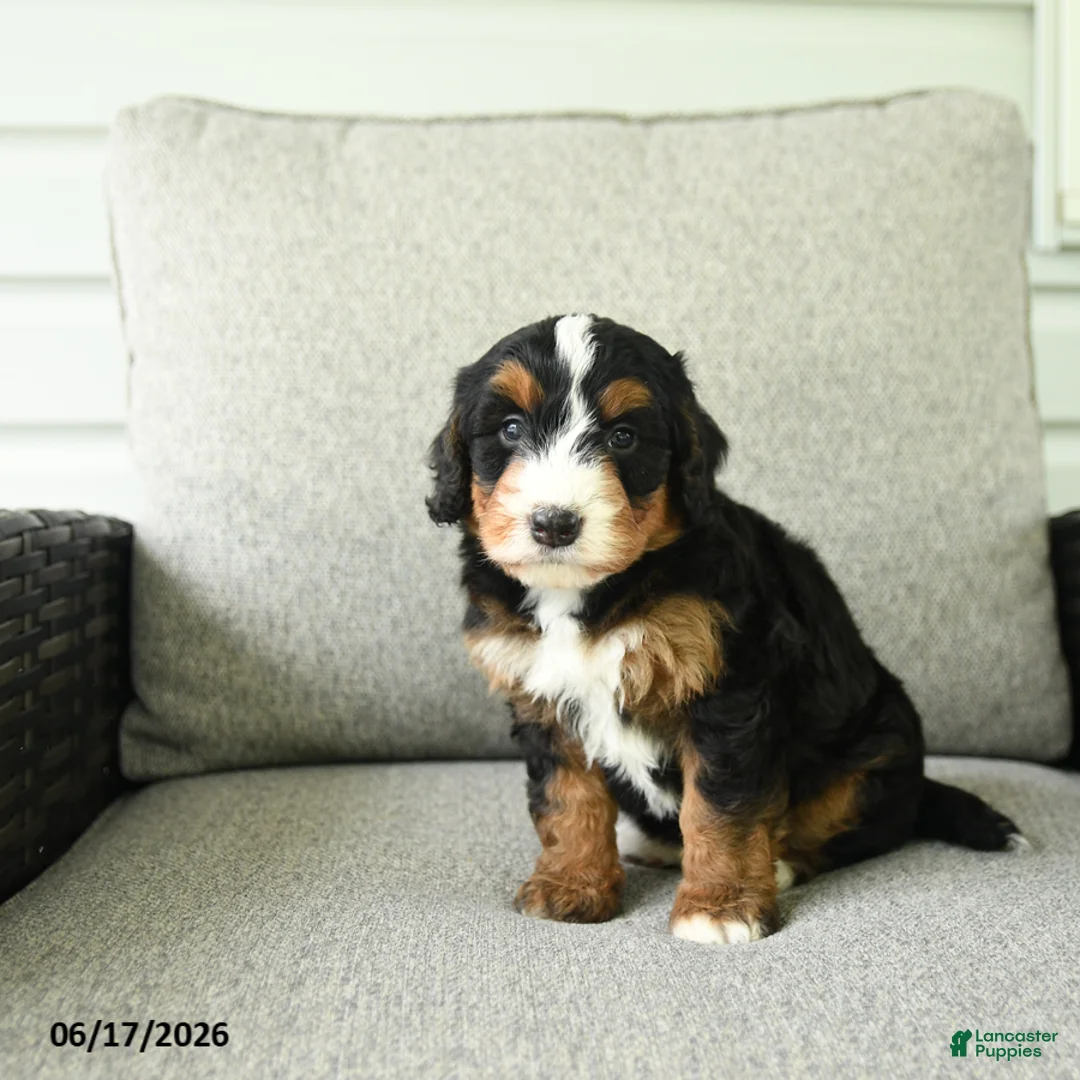 Bernedoodle dogs for sale: Sasha - Ad 2