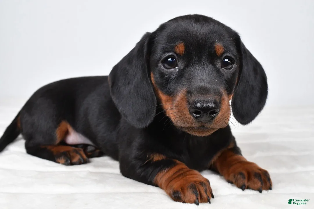 Miniature Dachshund dogs for sale: Buddy - Ad 1