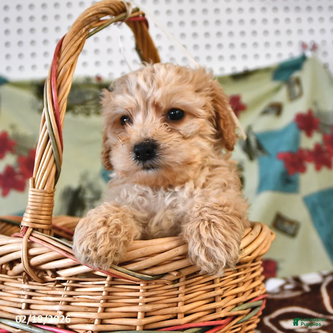 Cockapoo dogs for sale: Henry - Ad 4