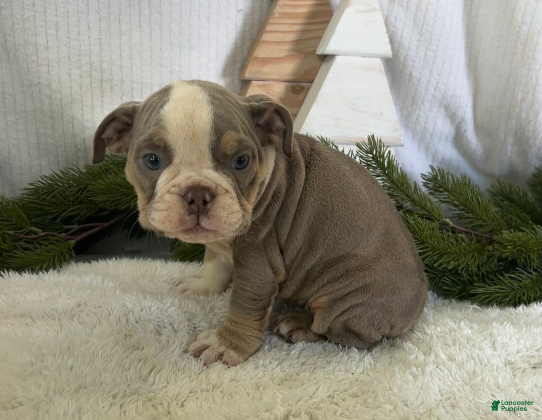 English Bulldog dogs for sale: Gemma - Ad 2