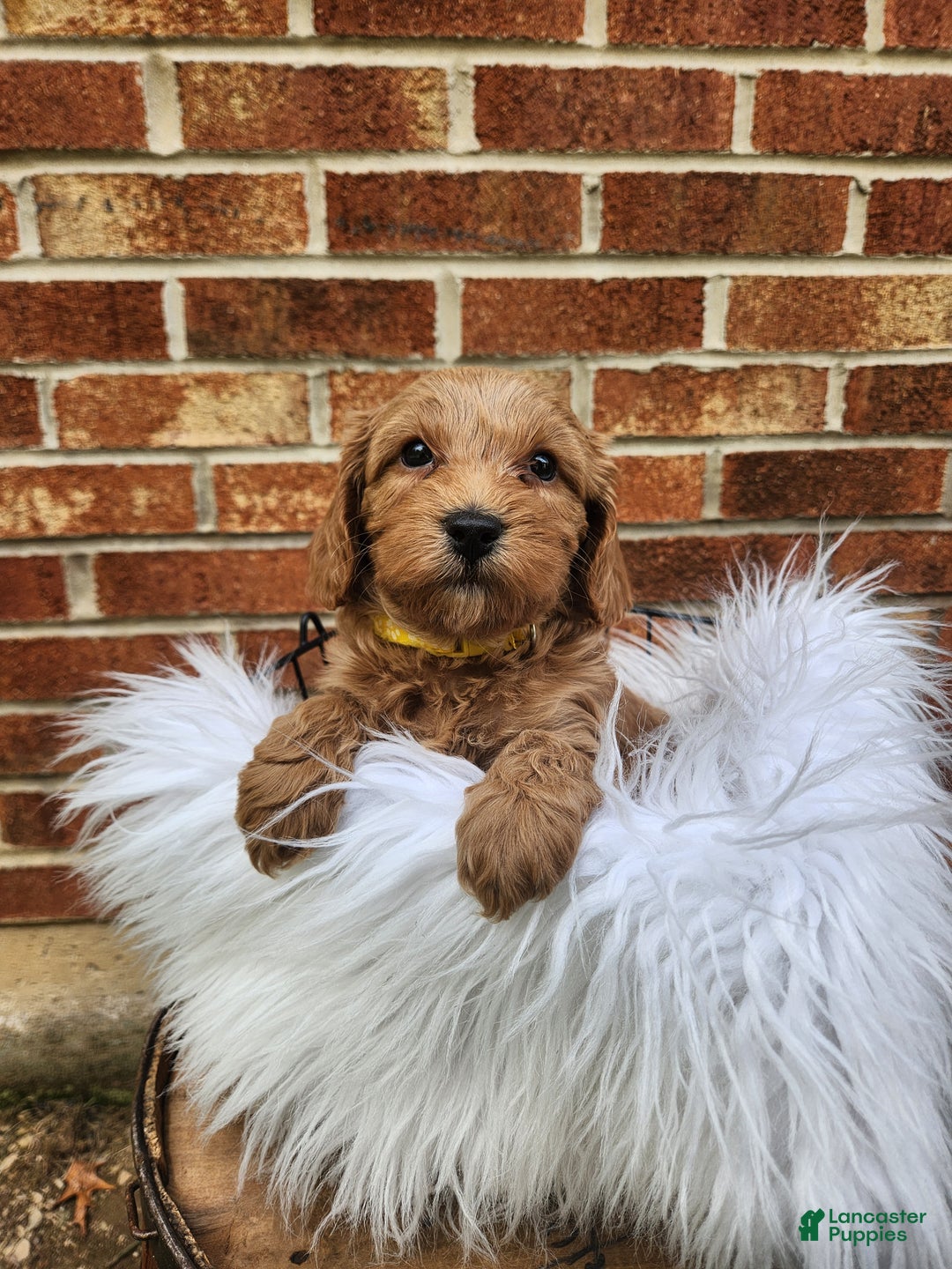 Mini Goldendoodle dogs for sale: JESSA - MINI GOLDENDOODLE LOVELY PUPPY (RICHLAND, PA) - F1BB - Ad 5