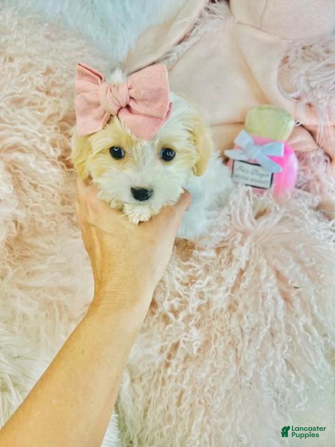 Mixed Breed dogs for sale: Mixed Breed Puppy 1 - Ad 3