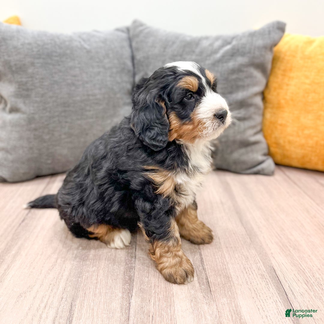 Mini Bernedoodle dogs for sale: Benji - Ad 3