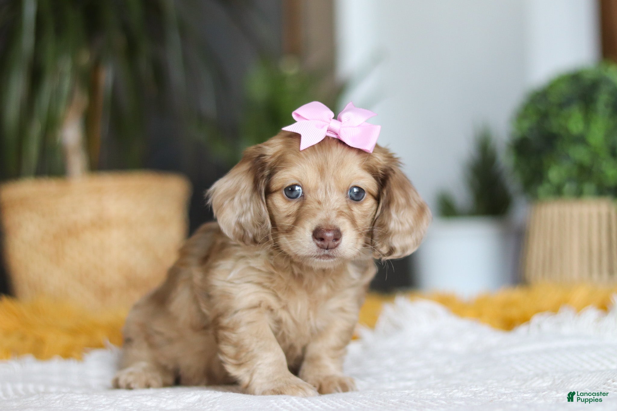 Miniature Dachshund dogs Schnitzel - Ad 1