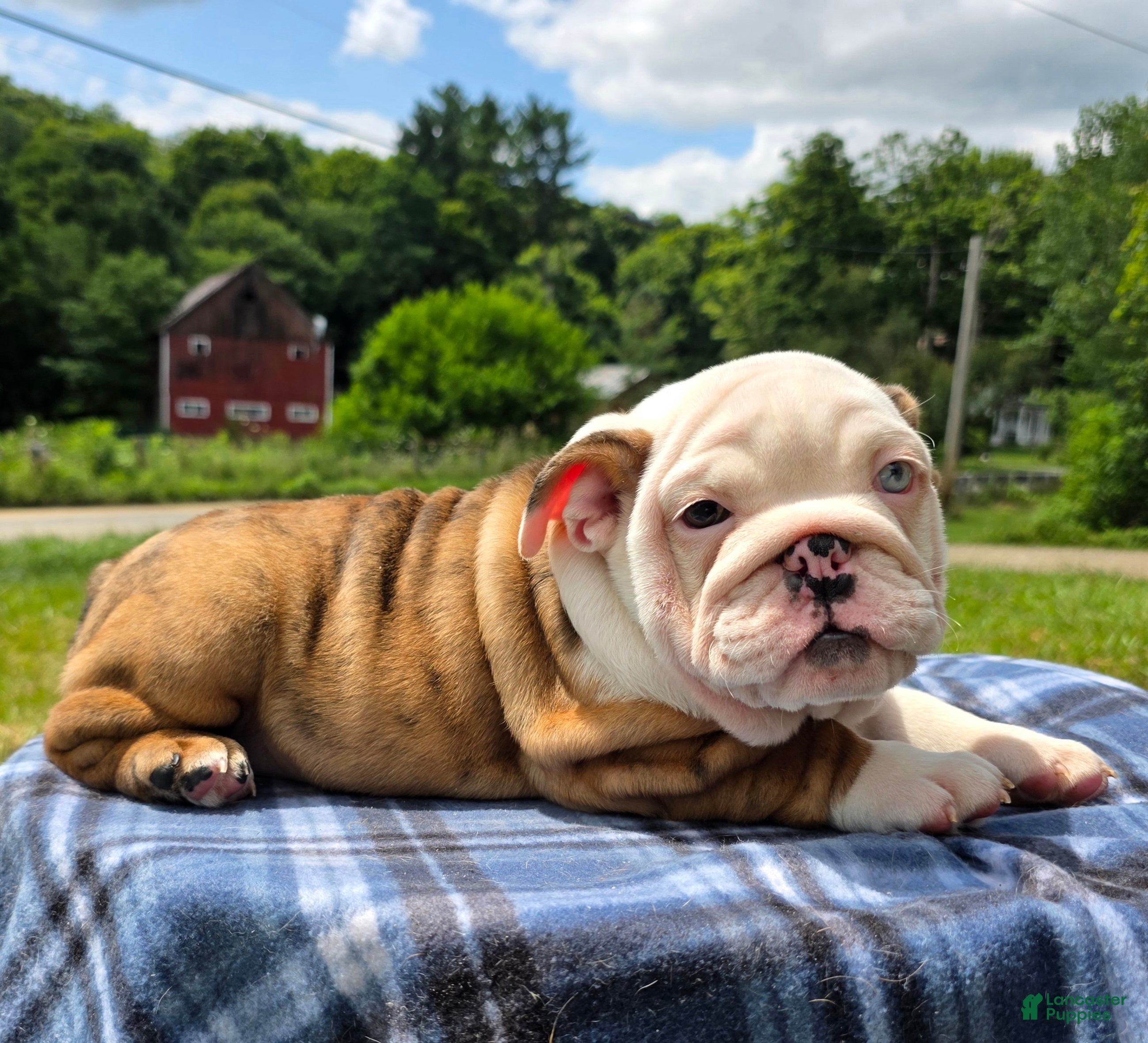 English Bulldog dogs Merle Female - Ad 2
