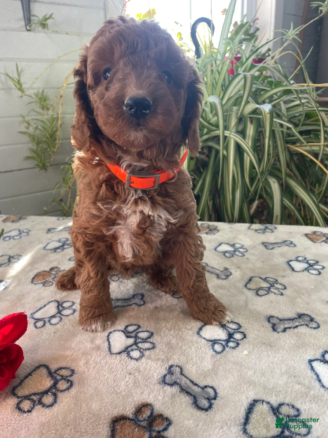 Mini Goldendoodle dogs for sale: Henry - Ad 2