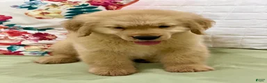 Golden Retriever 5