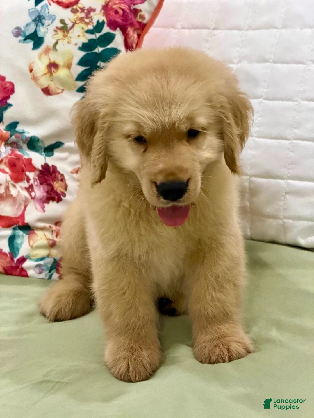 Golden Retriever dogs for sale: Golden Retriever 5 - Ad 1