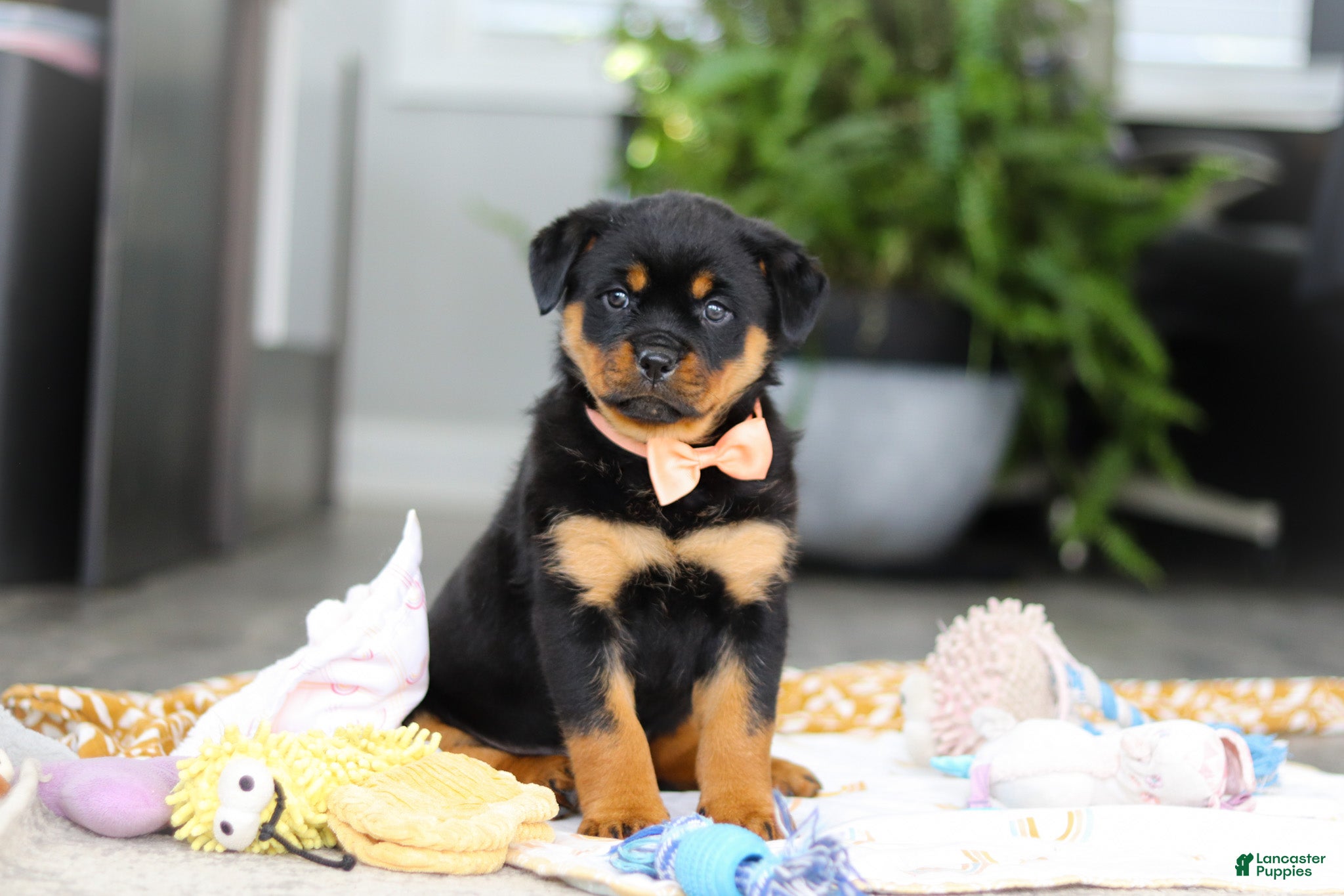 Rottweiler dogs Queen - Ad 2