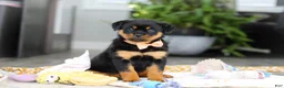 Rottweiler dogs for sale: Queen - Ad 2
