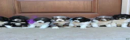 Mini Bernedoodle dogs for sale: Gunner - Ad 5