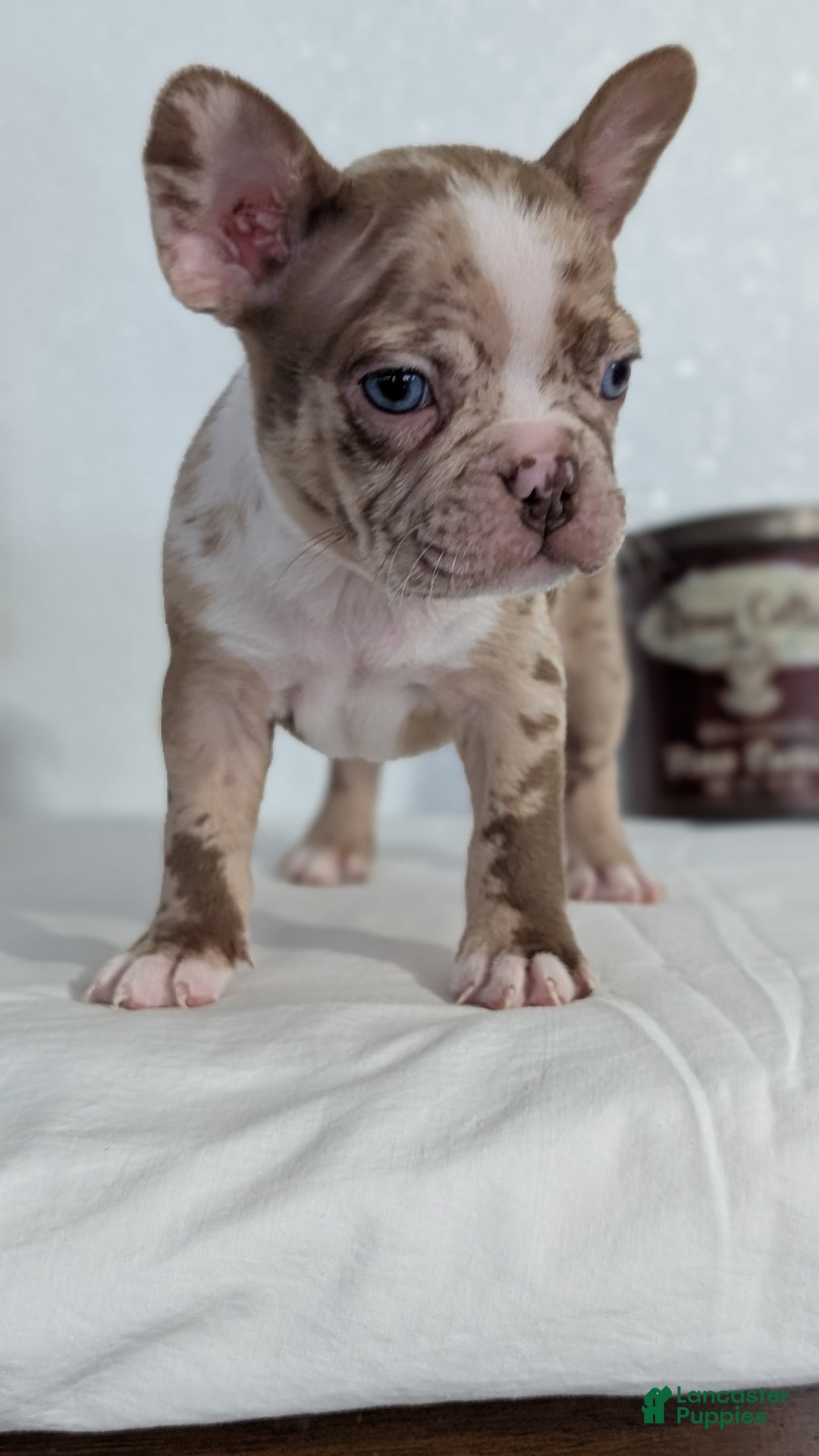 Frenchton dogs for sale: Logan - Ad 9