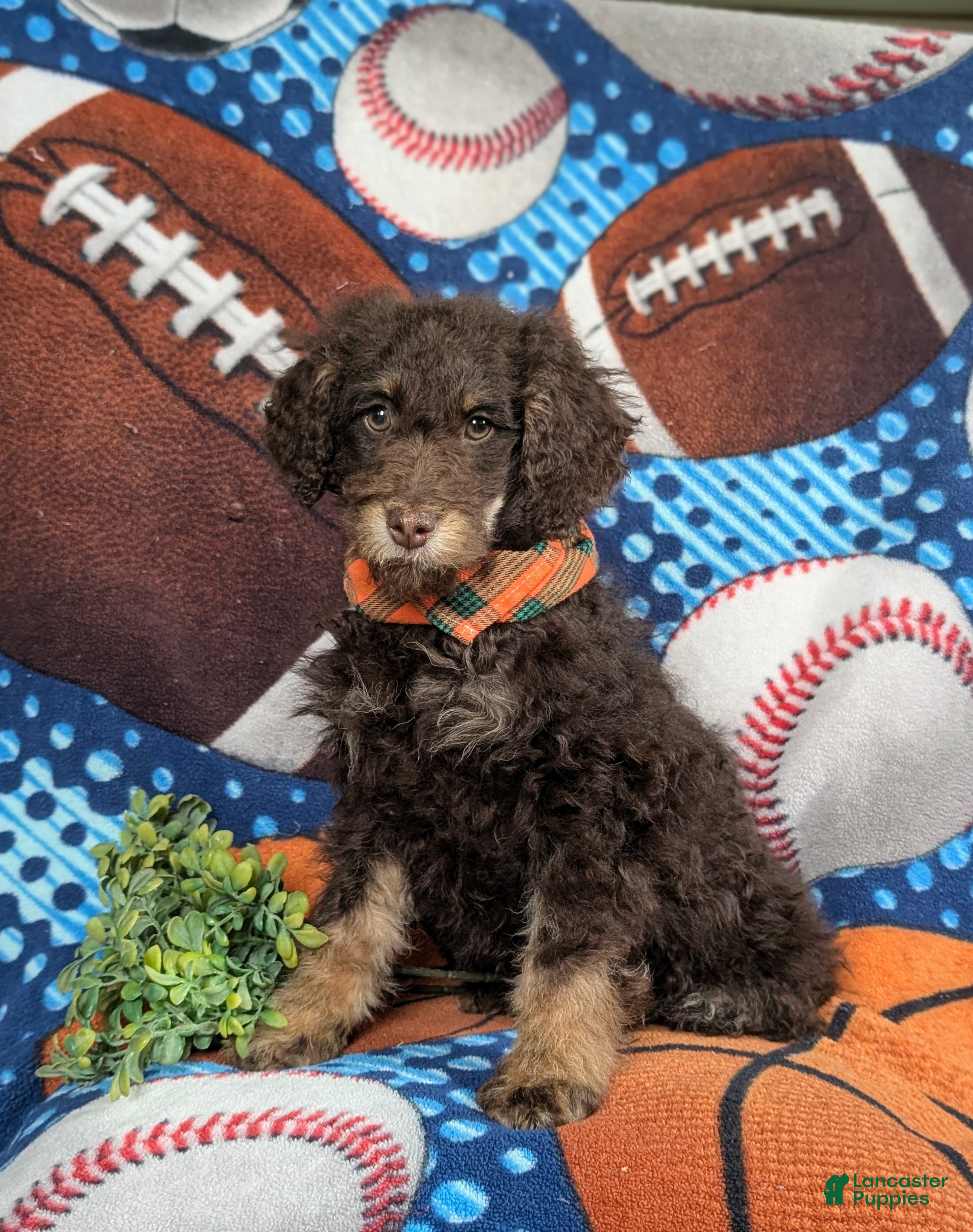 Mini Bernedoodle dogs Adken Hypoallergenic - Ad 26