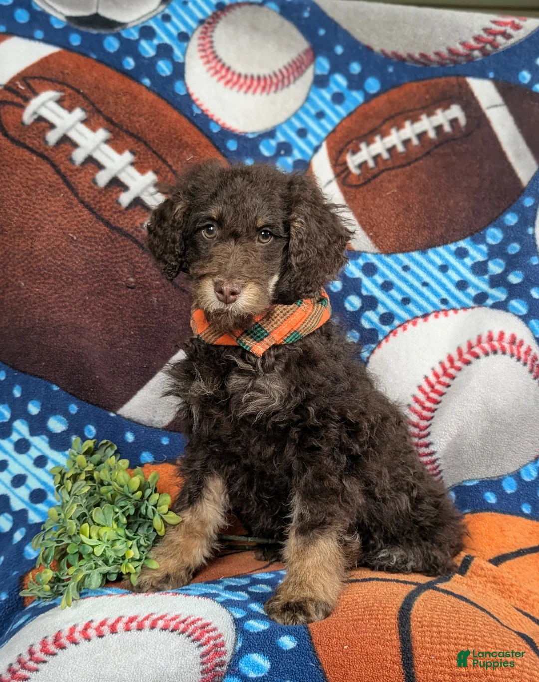 Mini Bernedoodle dogs for sale: Adken Hypoallergenic - Ad 1