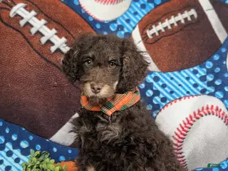 Mini Bernedoodle dogs Adken Hypoallergenic - Ad 26