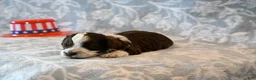 Havapoo dogs for sale: Ashley  - Ad 3