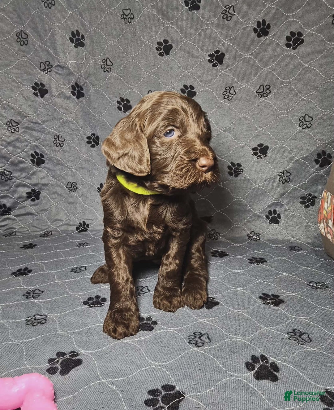 Goldendoodle dogs for sale: Mocha - Ad 4