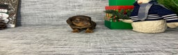 Miniature Dachshund dogs for sale: Nick - Ad 4