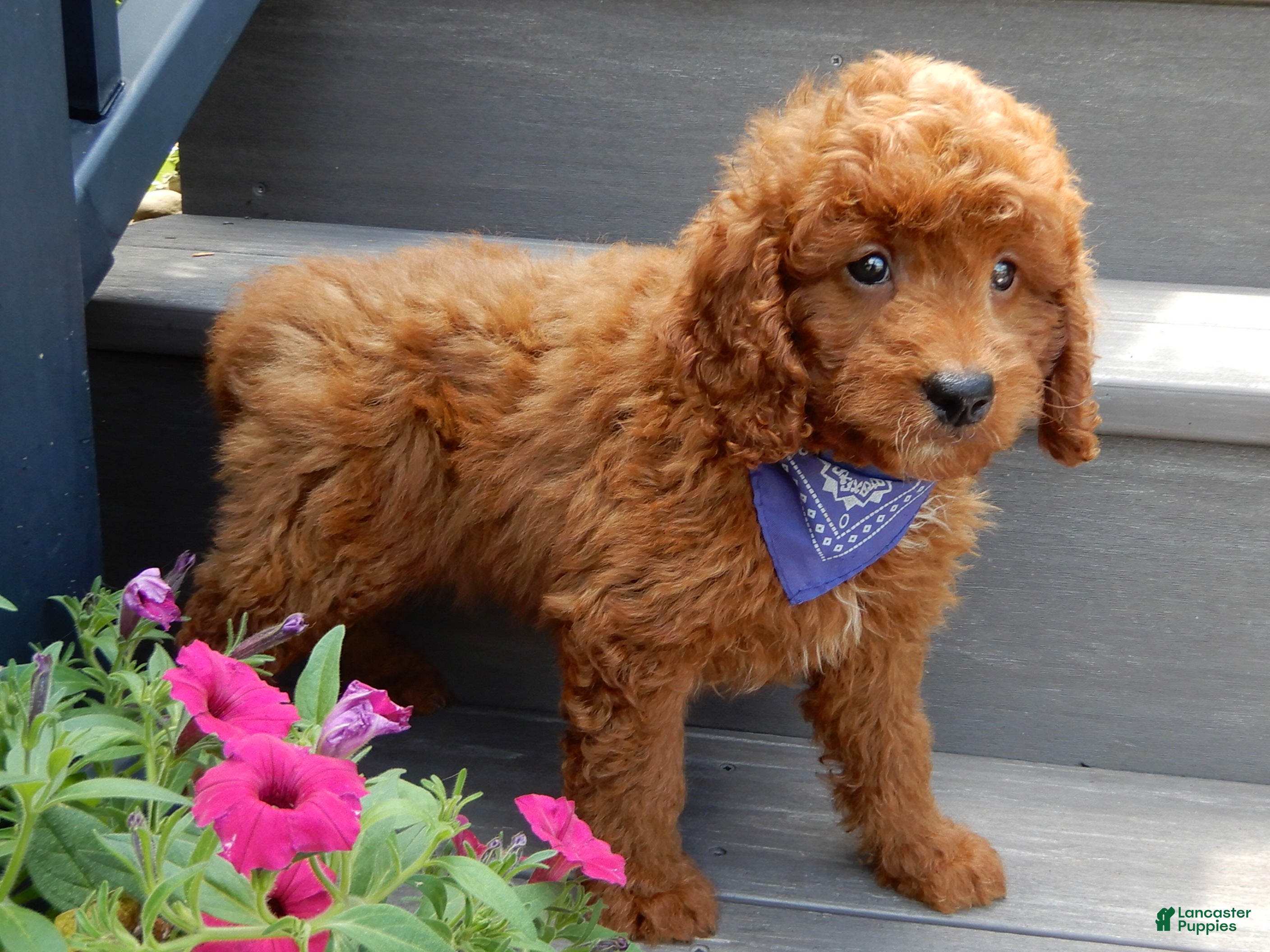 Mini Goldendoodle dogs Asher - Ad 2