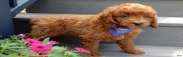 Mini Goldendoodle dogs for sale: Asher - Ad 2