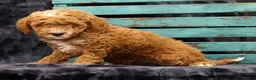 Miniature Poodle dogs for sale: Max - Ad 3