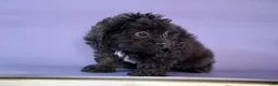 Cavapoo dogs for sale: Bunny - Ad 6