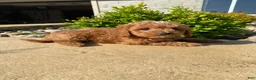 Cavapoo dogs for sale: Layla - Ad 7