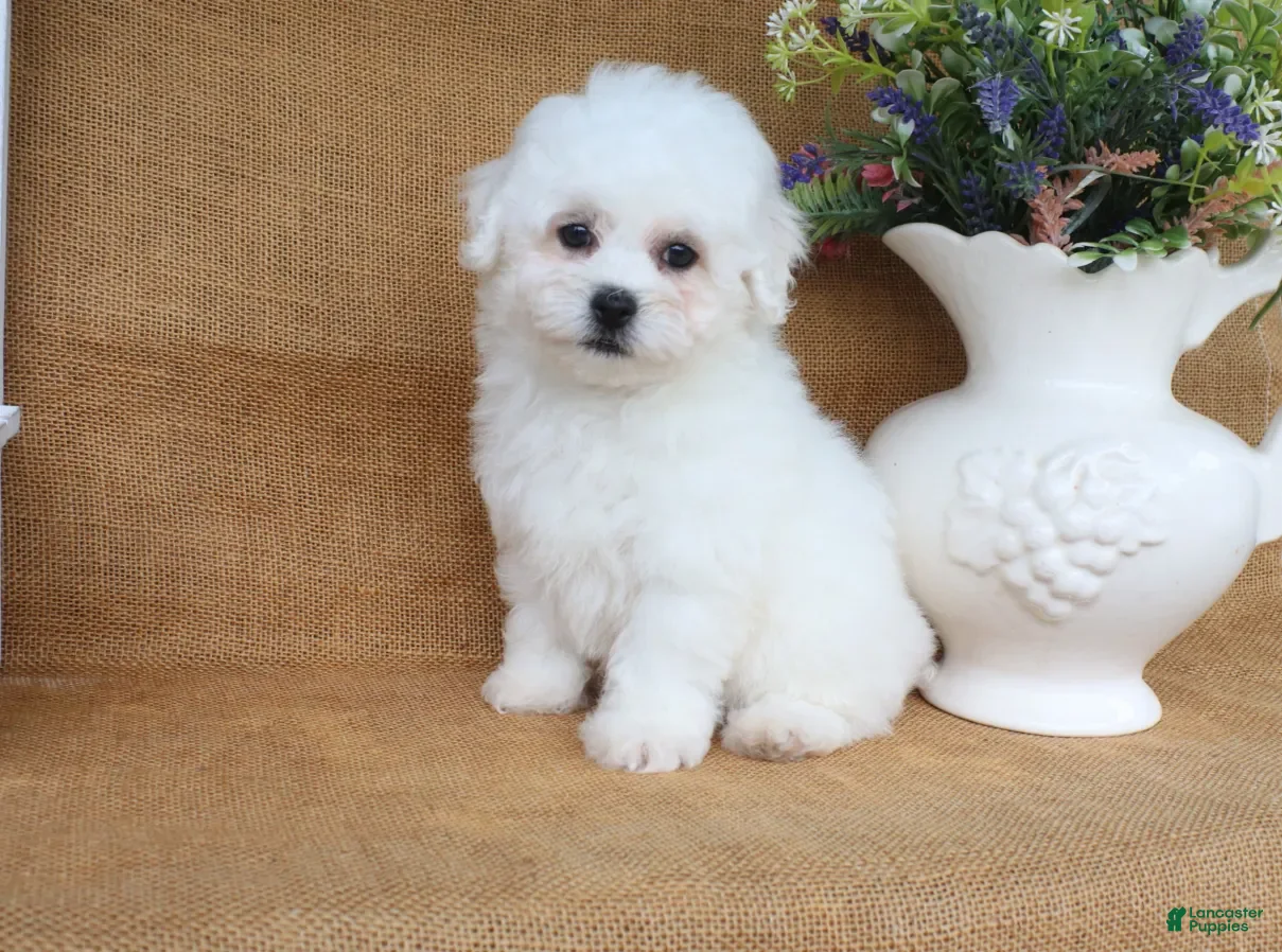 Bichon Frise dogs Aiden - Ad 2