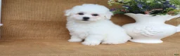 Bichon Frise dogs for sale: Aiden - Ad 2