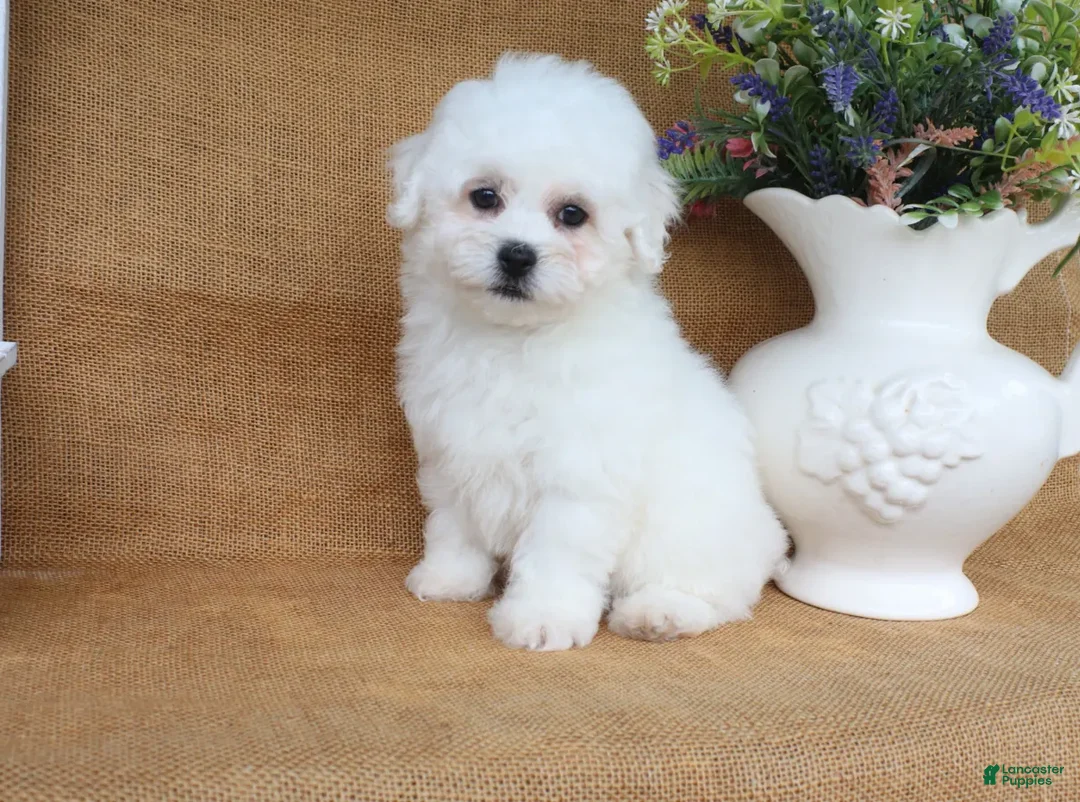 Bichon Frise dogs for sale: Aiden - Ad 2