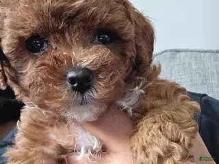 Toy Poodle dogs Lara - Ad 7