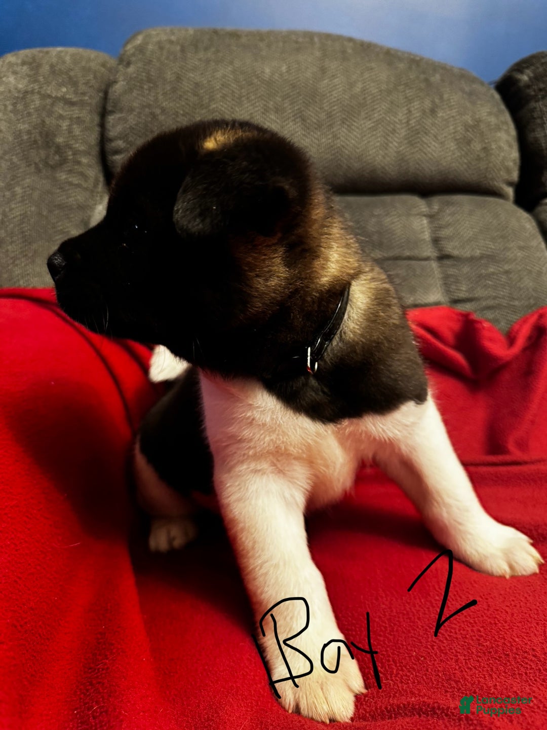 Akita dogs for sale: Akita Puppy 2 - Ad 4