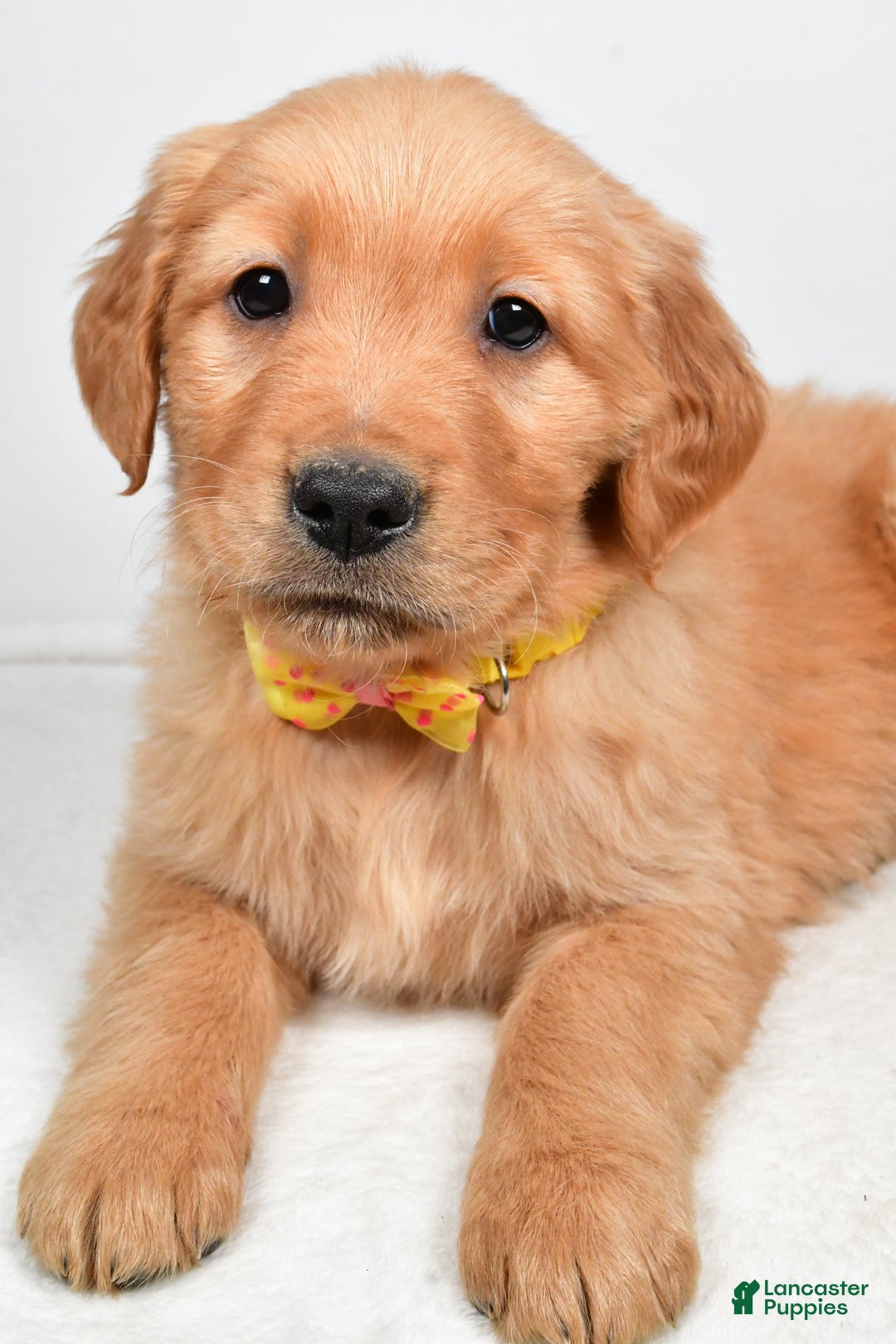 Golden Retriever dogs for sale: Kobe - Ad 3