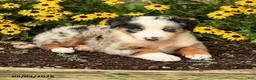 Australian Shepherd dogs for sale: Ferris - Ad 4