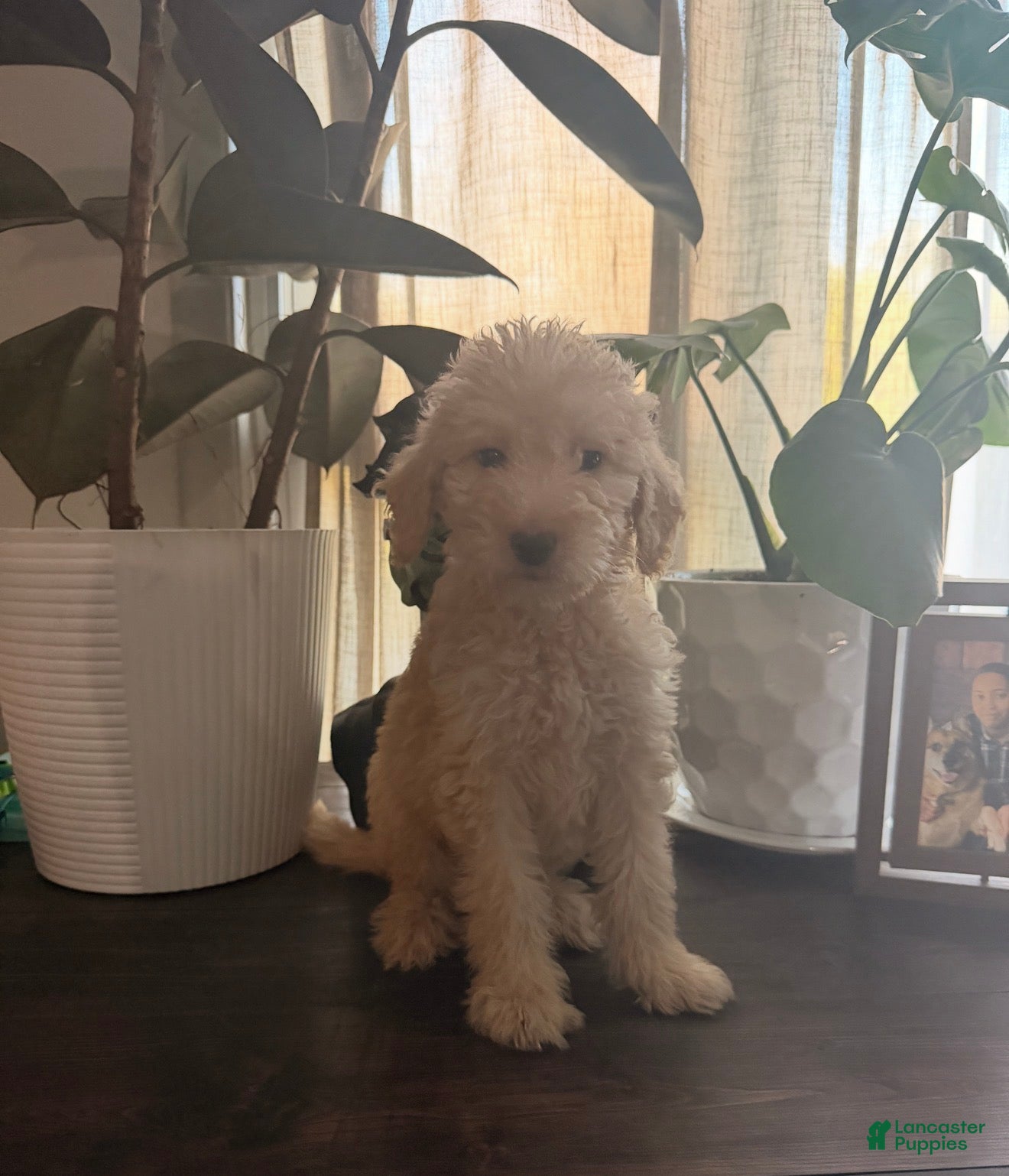 Labradoodle dogs Sarabi - Ad 15