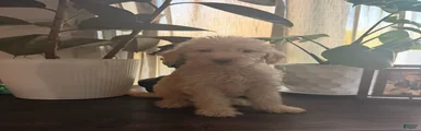 Sarabi